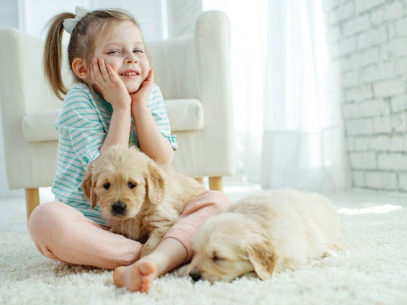 Carpet Stains from Pets